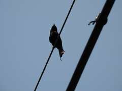 Dicrurus macrocercus