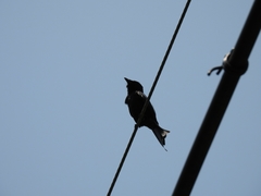 Dicrurus macrocercus