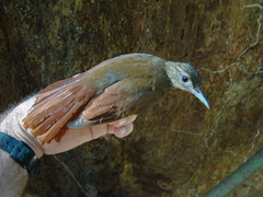 Deconychura longicauda