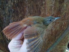 Deconychura longicauda