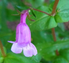 Penstemon tenuis