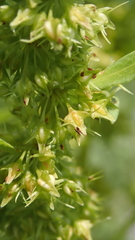 Rumex trisetifer
