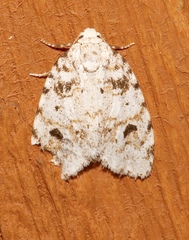 Clemensia ochreata