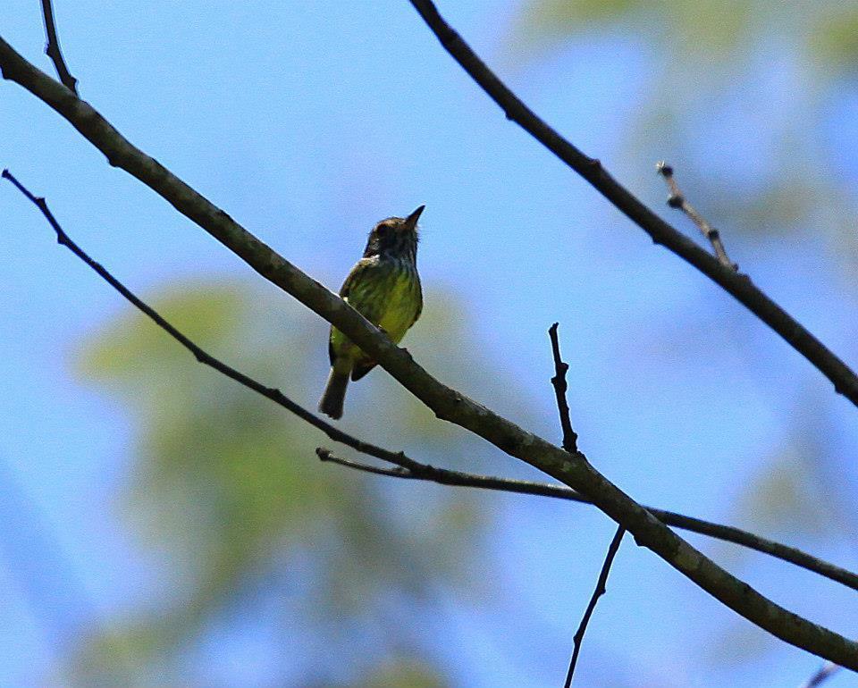 Eared Pygmy-tyrant