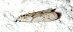 Myelopsis alatella