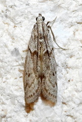 Myelopsis alatella
