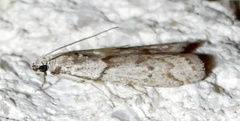 Myelopsis alatella