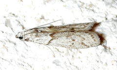 Myelopsis alatella