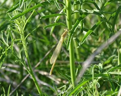 Lestes alacer