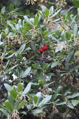 Arbutus unedo