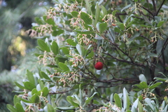 Arbutus unedo