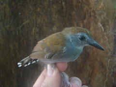 Willisornis poecilinotus