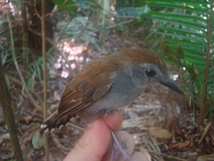 Willisornis poecilinotus