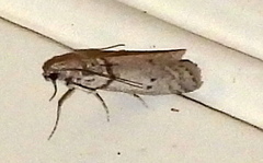 Myelopsis alatella