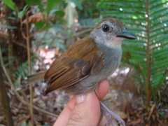 Willisornis poecilinotus