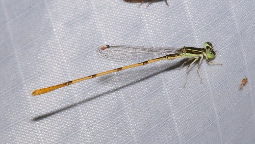 Citrine Forktail photo 5