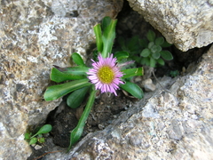 Erigeron neglectus