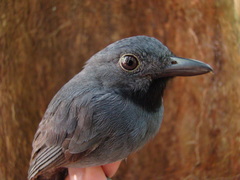 Thamnomanes saturninus