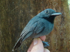 Thamnomanes saturninus