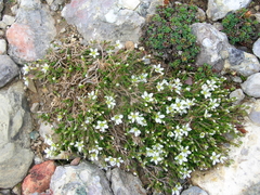 Arenaria ciliata
