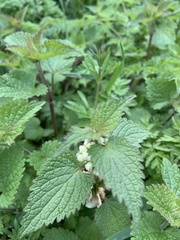 Lamium album