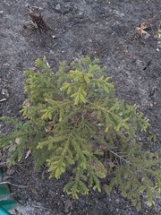 Picea abies