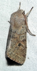 Orthosia rubescens