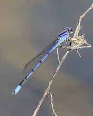 Enallagma semicirculare