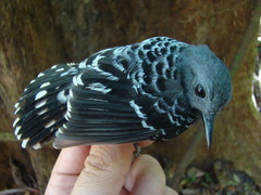 Willisornis poecilinotus