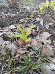 Taraxacum officinale