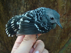 Willisornis poecilinotus