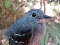 Plain-Throated Antwren photo 2