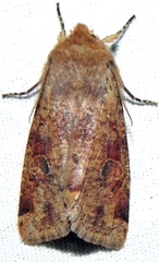 Orthosia rubescens