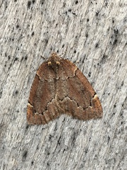 Spodolepis substriataria