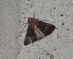 Condica albigera