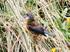 Phrygilus