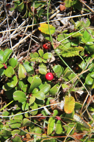 Caucasian Bearberry (Arctostaphylos caucasica)