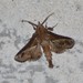 Clouded Paectes Moth - Photo (c) Jon McIntyre, some rights reserved (CC BY-NC), uploaded by Jon McIntyre