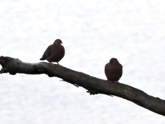 Patagioenas araucana