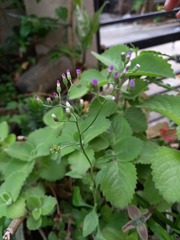 Cyanthillium cinereum