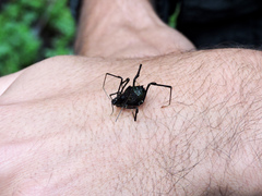 Sadocus polyacanthus