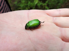 Brachysternus prasinus