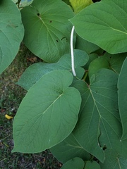 Piper auritum