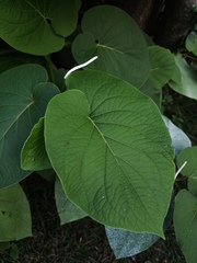 Piper auritum