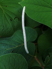 Piper auritum