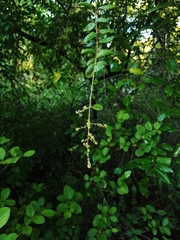 Sageretia thea