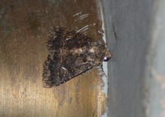 Condica albigera