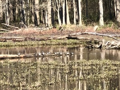 Chrysemys picta picta