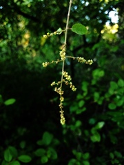 Sageretia thea