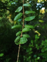 Sageretia thea